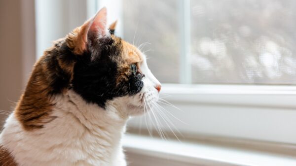 Katze