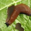 Schnecke