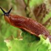 Schnecke