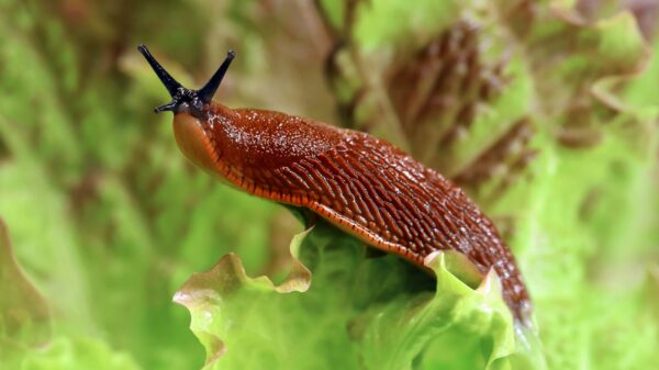 Schnecke