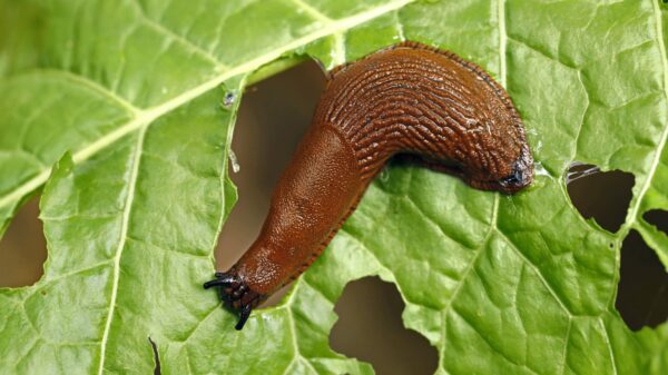 Schnecke