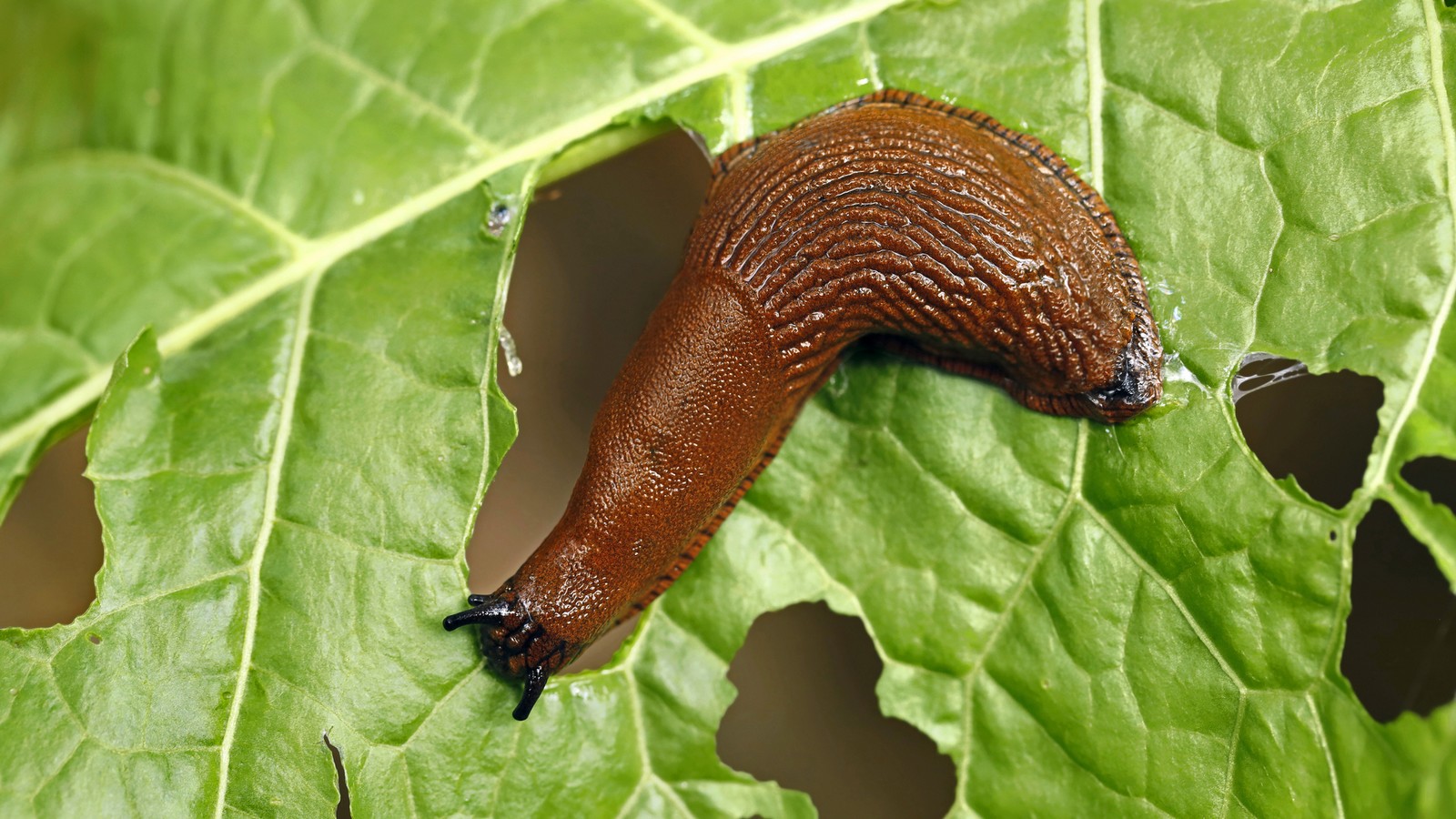 Mit diesem Hausmittel aus dem Kühlschrank können Schnecken im Garten bekämpft werden 61 Schnecke