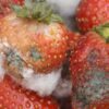 Erdbeeren