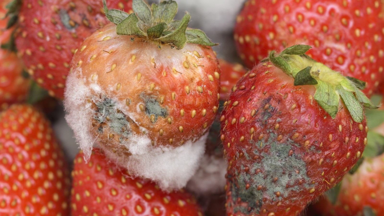 Eine Erdbeere schimmelt: Muss jetzt die ganze Packung entsorgt werden? 61 Erdbeeren