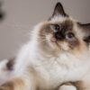 Heilige Birma Katze