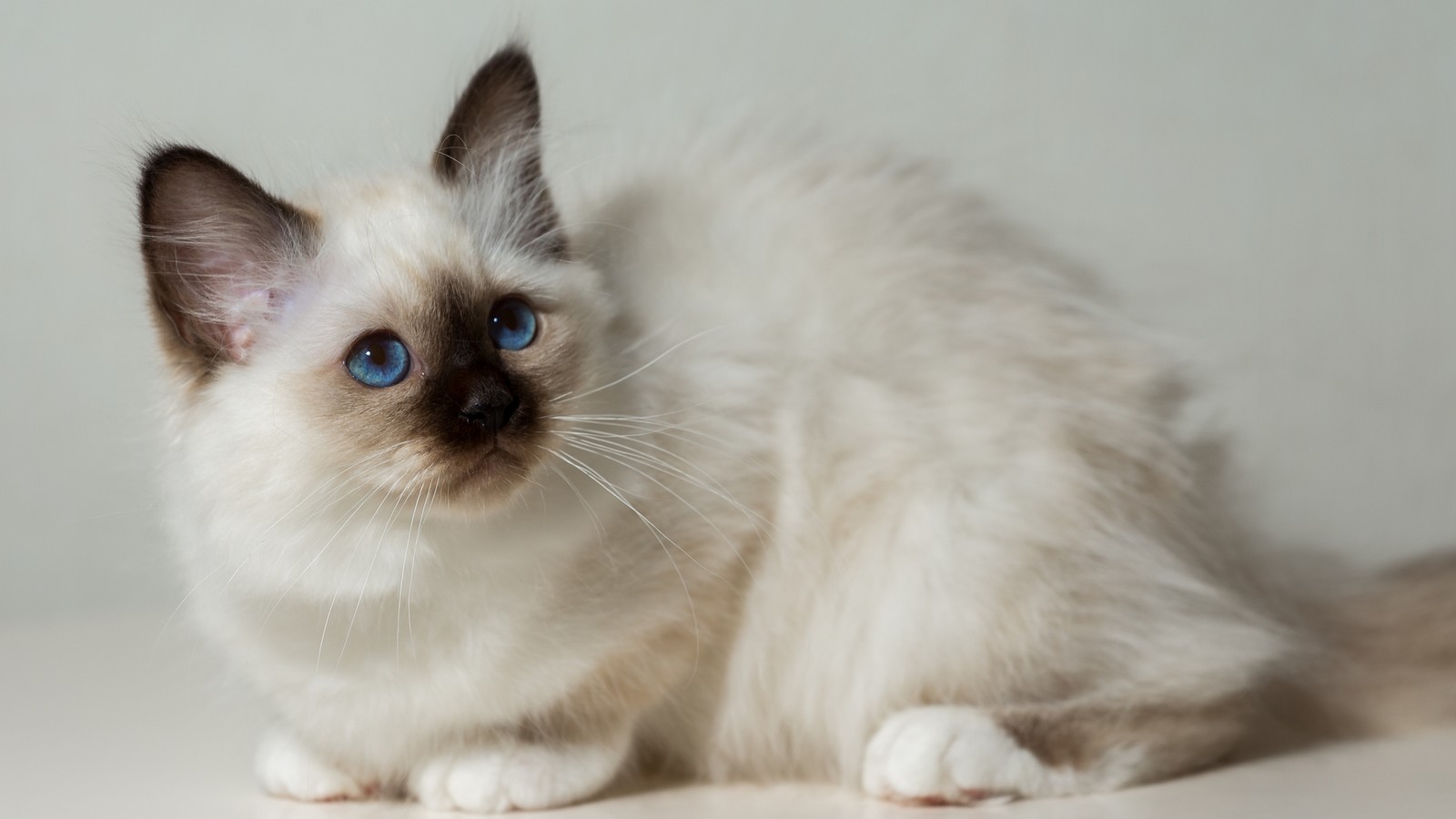 Heilige Birma-Katze: Alles Wissenswerte über die Rasse mit den blauen Augen 72 Heilige Birma Katze
