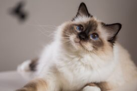 Heilige Birma-Katze: Alles Wissenswerte über die Rasse mit den blauen Augen 65 Heilige Birma-Katze: Alles Wissenswerte über die Rasse mit den blauen Augen