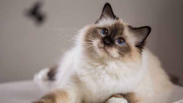 Heilige Birma Katze