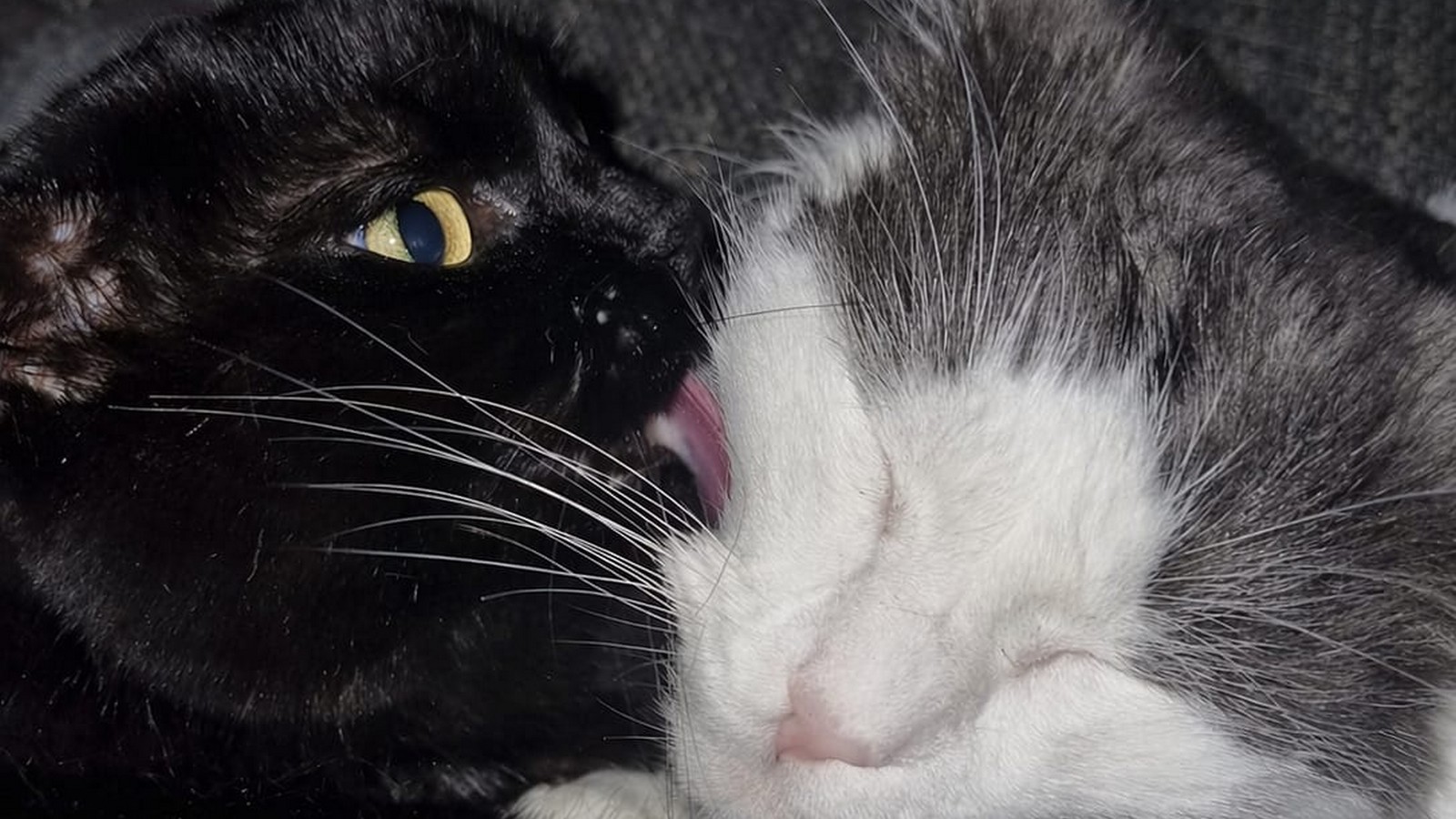 Wie ich mit dem Tod meiner Katze "Pünktchen" umgehe - und welche Arten von Tierbestattungen es gibt 73 Pünktchen und Felix