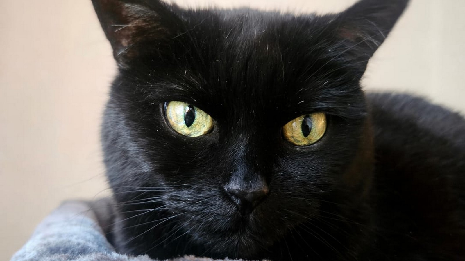 Wie ich mit dem Tod meiner Katze "Pünktchen" umgehe - und welche Arten von Tierbestattungen es gibt 72 Pünktchen