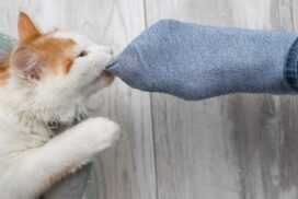 Darum lecken Katzen gern an schwitzigen Füßen 70 Darum lecken Katzen gern an schwitzigen Füßen