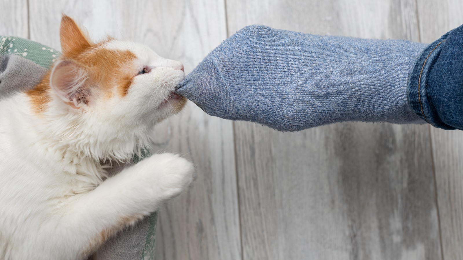 Darum lecken Katzen gern an schwitzigen Füßen 61 Katze