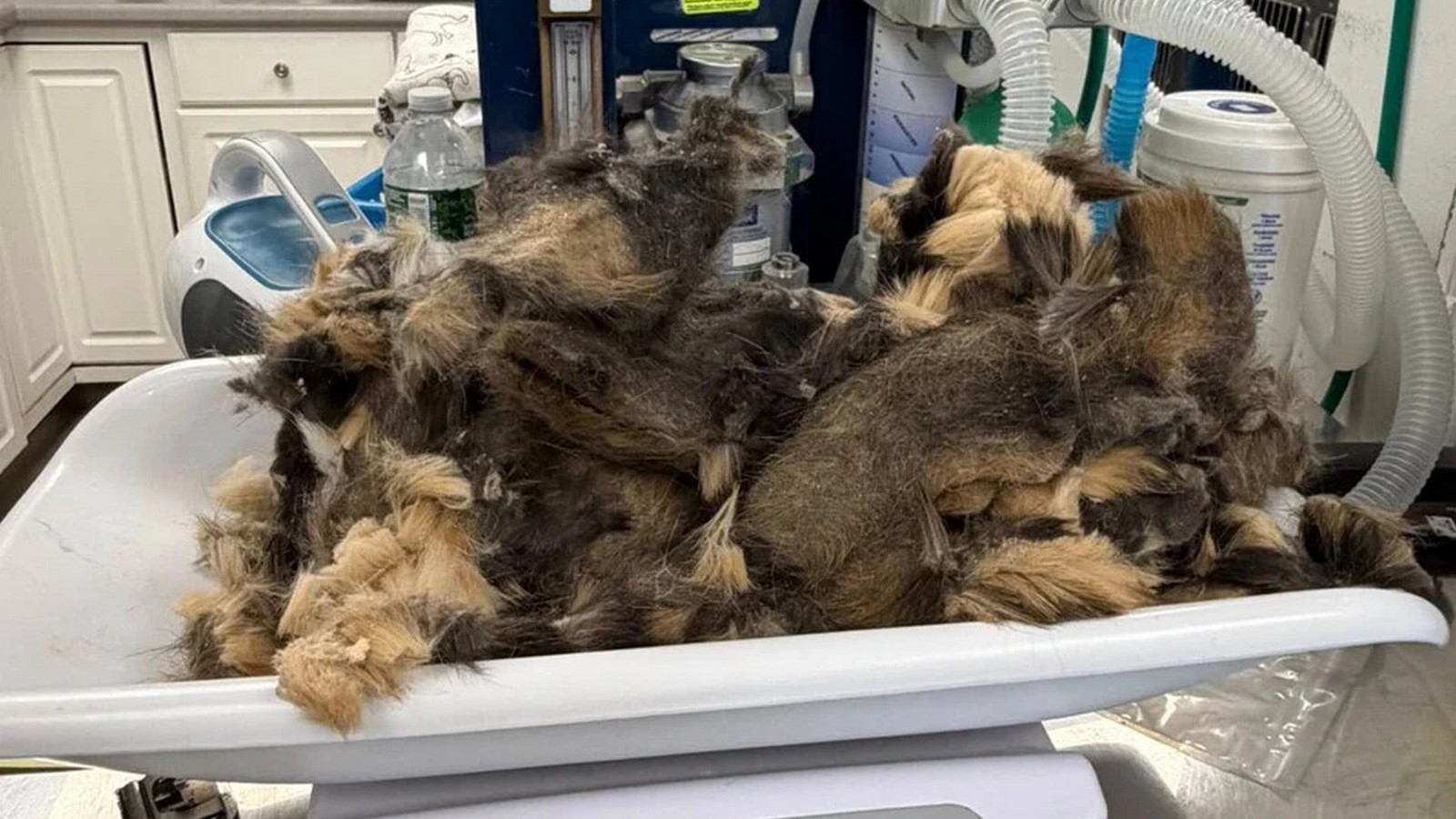Besitzer gibt Katze im Tierheim ab - als Pfleger die Samtpfote sehen, sind sie fassungslos 61 Katze New York