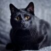 Schwarze Katze