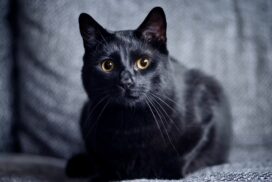 Wie groß muss die Wohnung für eine Katze sein? 69 Wie groß muss die Wohnung für eine Katze sein?