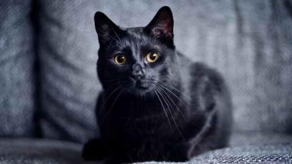 Schwarze Katze
