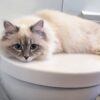 Katze auf der Toilette