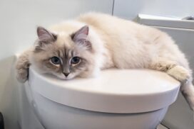 Darum trinken manche Katzen lieber aus der Toilette 64 Darum trinken manche Katzen lieber aus der Toilette