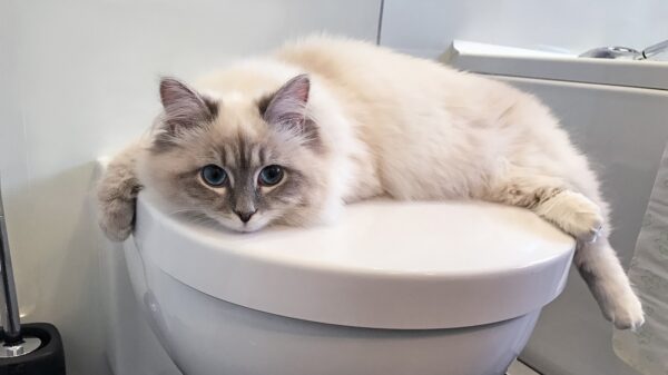 Katze auf der Toilette