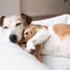Hund schläft