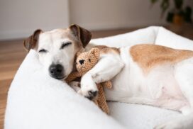 Warum knicken Hunde im Liegen die Vorderpfoten um?
