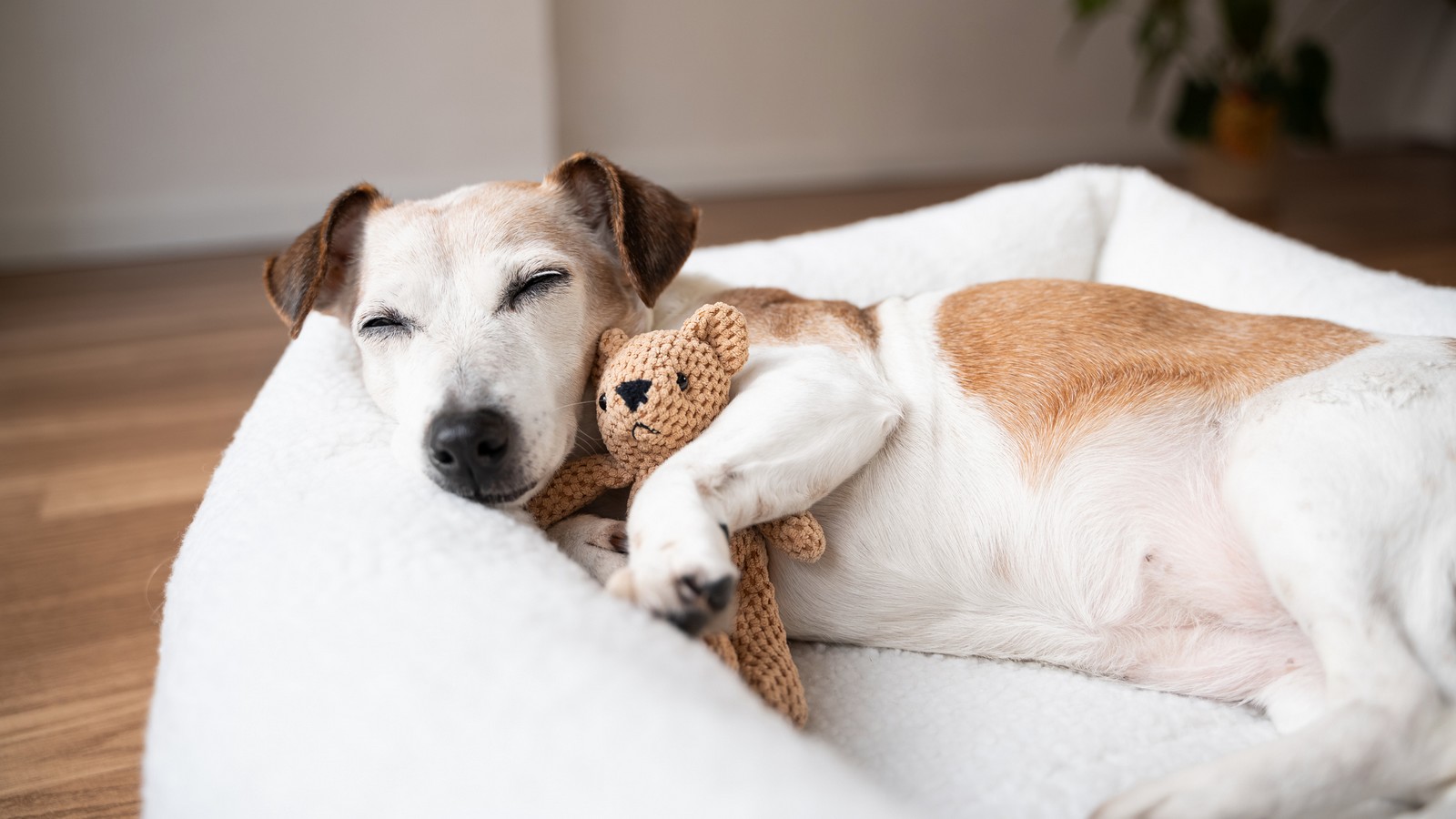 Warum knicken Hunde im Liegen die Vorderpfoten um? 61 Hund schläft