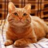 Weltkatzentag am 8. August: 8 ungewöhnliche Fakten, die Katzen so einzigartig machen 50 Katzen