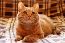 Weltkatzentag am 8. August: 8 ungewöhnliche Fakten, die Katzen so einzigartig machen