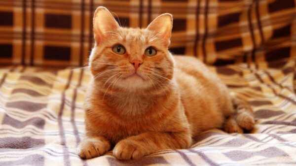 Weltkatzentag am 8. August: 8 ungewöhnliche Fakten, die Katzen so einzigartig machen 36 Katzen