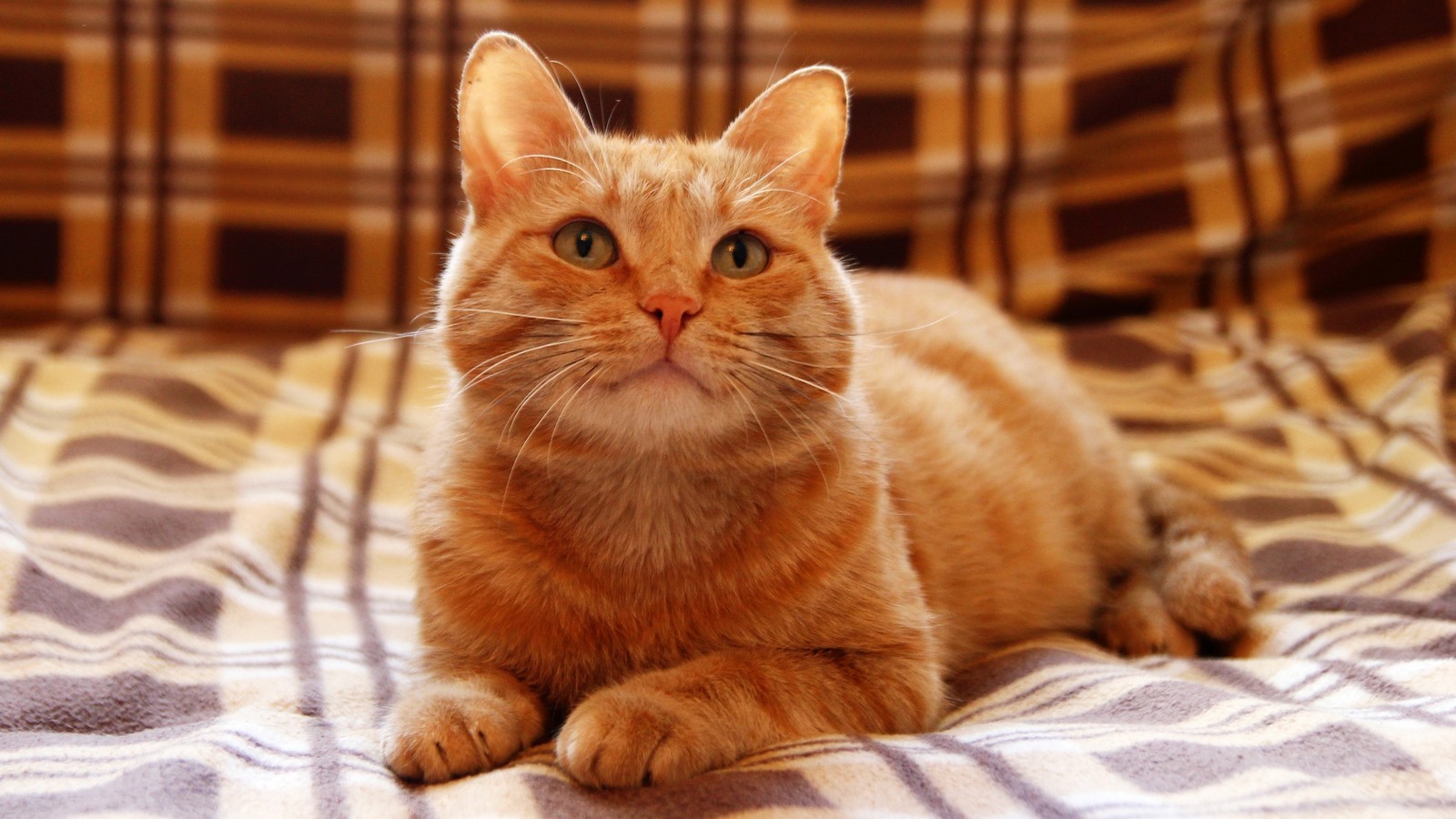 Weltkatzentag am 8. August: 8 ungewöhnliche Fakten, die Katzen so einzigartig machen 61 Katzen