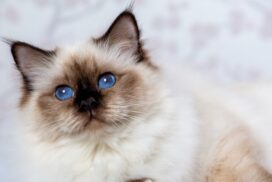 Warum haben Birma-Katzen blaue Augen? Dahinter steckt ein faszinierender Grund 62 Warum haben Birma-Katzen blaue Augen? Dahinter steckt ein faszinierender Grund