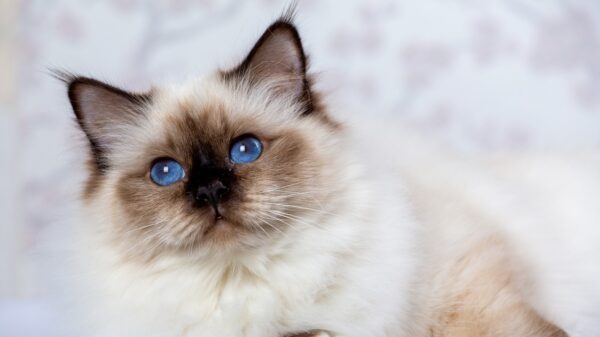 Warum haben Birma-Katzen blaue Augen? Dahinter steckt ein faszinierender Grund 36 Birma Katze
