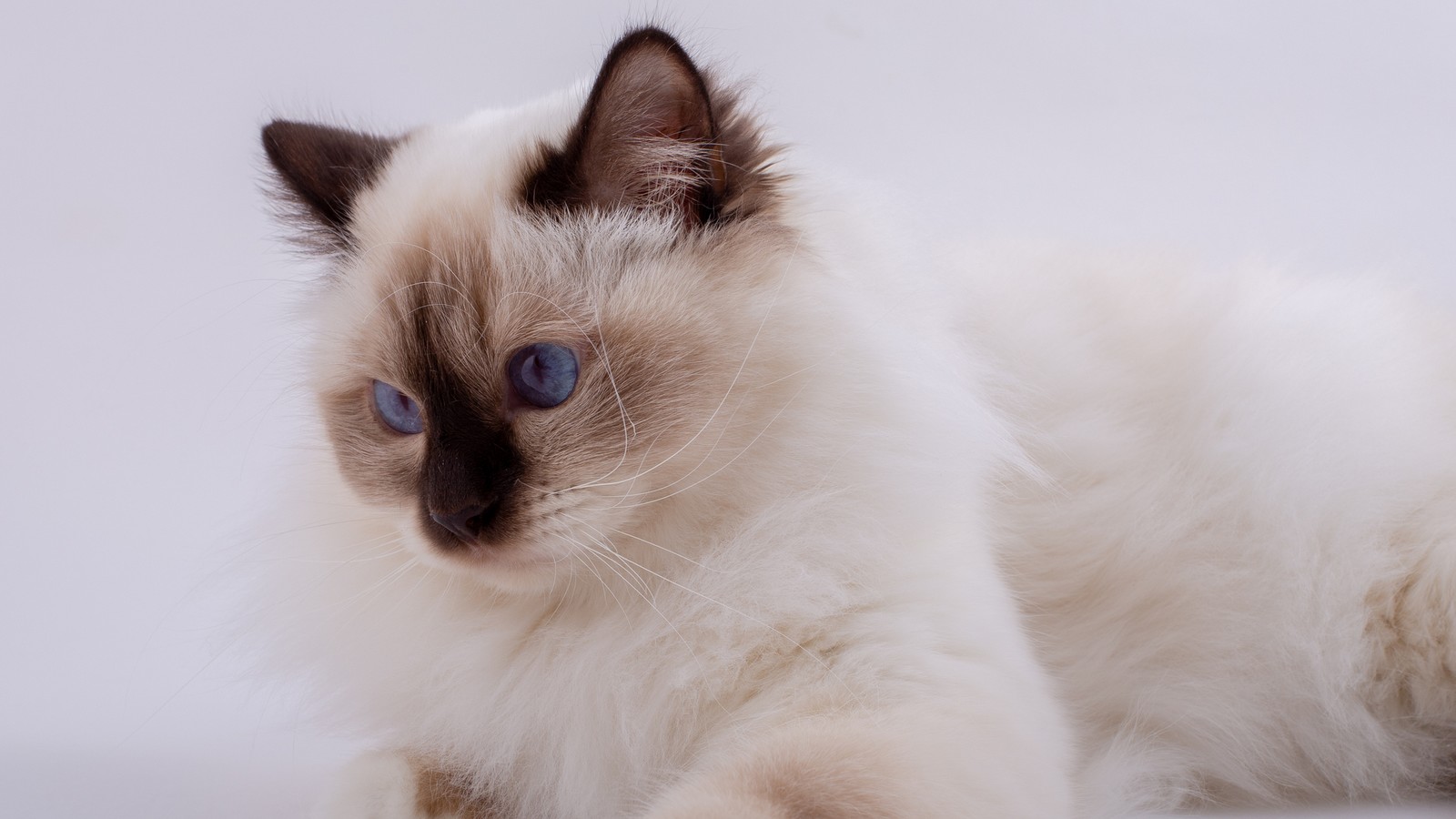 Warum haben Birma-Katzen blaue Augen? Dahinter steckt ein faszinierender Grund 72 Birma Katze