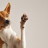 Das ist der Grund: Darum riechen Hundepfoten nach Popcorn 84 Hund
