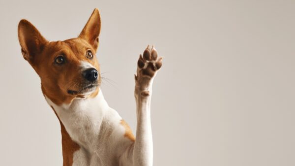 Das ist der Grund: Darum riechen Hundepfoten nach Popcorn 36 Hund
