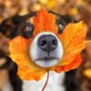 Hund springt begeistert in Laubhaufen? Warum das keine gute Idee sein kann 54 Hund im Laub