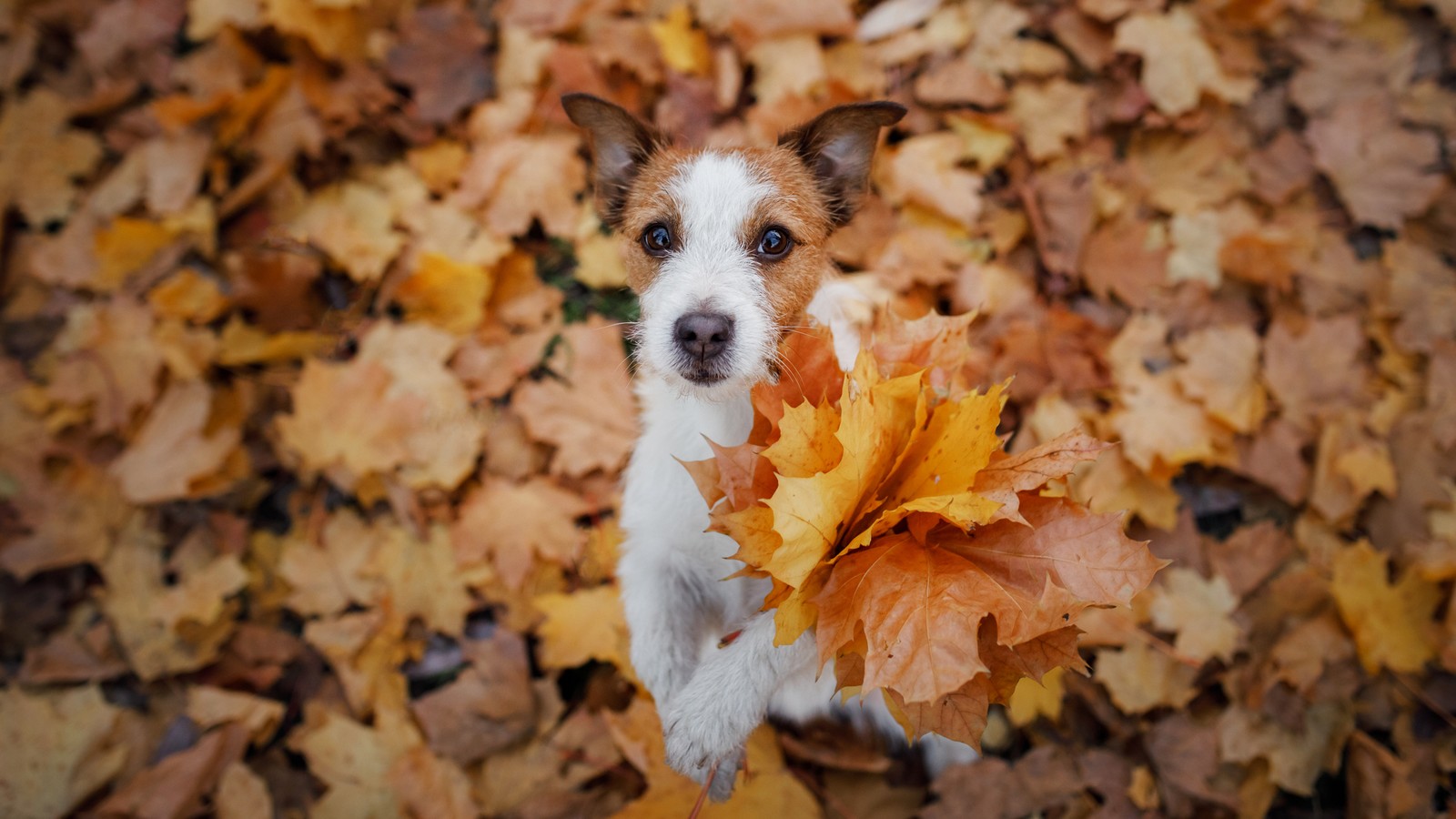 Hund springt begeistert in Laubhaufen? Warum das keine gute Idee sein kann 72 Hund im Laub
