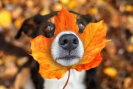 Hund springt begeistert in Laubhaufen? Warum das keine gute Idee sein kann 62 Hund springt begeistert in Laubhaufen? Warum das keine gute Idee sein kann