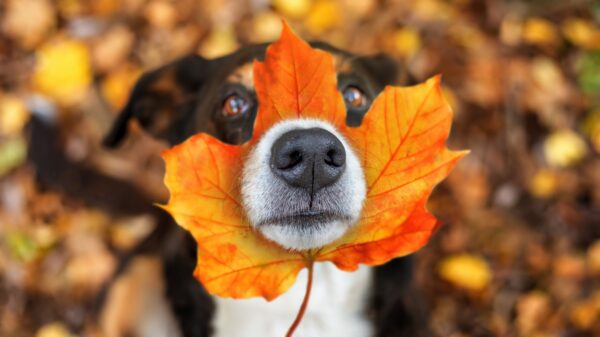 Hund springt begeistert in Laubhaufen? Warum das keine gute Idee sein kann 36 Hund im Laub