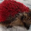 Tierquäler besprühen Igel mit roter Farbe - jetzt ist das Tier tot 95 Igel
