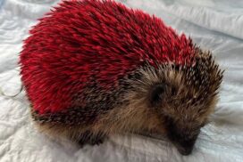 Tierquäler besprühen Igel mit roter Farbe - jetzt ist das Tier tot 62 Tierquäler besprühen Igel mit roter Farbe – jetzt ist das Tier tot