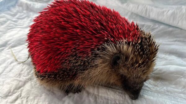 Tierquäler besprühen Igel mit roter Farbe - jetzt ist das Tier tot 31 Igel