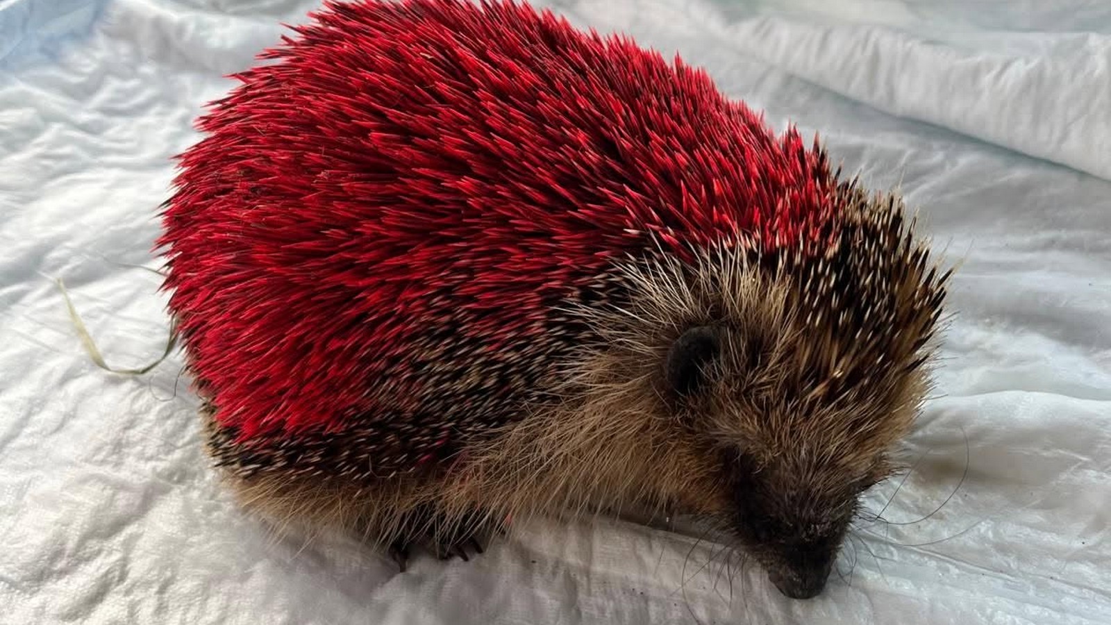Tierquäler besprühen Igel mit roter Farbe - jetzt ist das Tier tot 61 Igel
