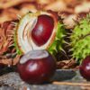 Kastanien in den Kleiderschrank legen: Hilft der kuriose Herbst-Trick wirklich? 56 Kastanie
