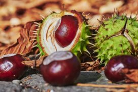 Kastanien in den Kleiderschrank legen: Hilft der kuriose Herbst-Trick wirklich?