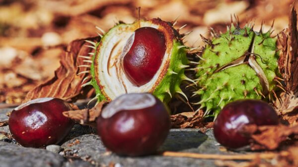 Kastanien in den Kleiderschrank legen: Hilft der kuriose Herbst-Trick wirklich? 36 Kastanie