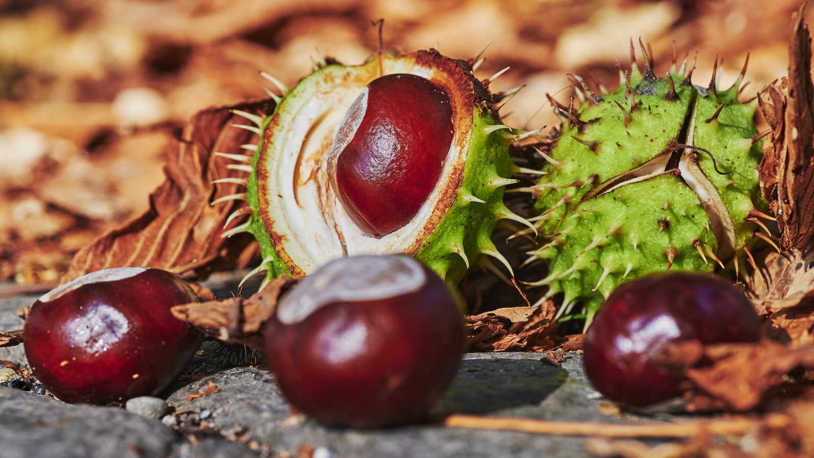 Kastanien in den Kleiderschrank legen: Hilft der kuriose Herbst-Trick wirklich? 61 Kastanie