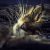 Katze