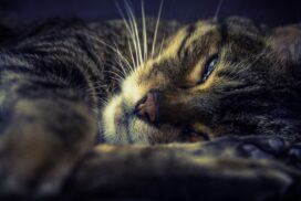 An diesen Anzeichen kann man erkennen, dass die geliebte Katze bald sterben wird 62 An diesen Anzeichen kann man erkennen, dass die geliebte Katze bald sterben wird