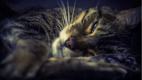 Katze